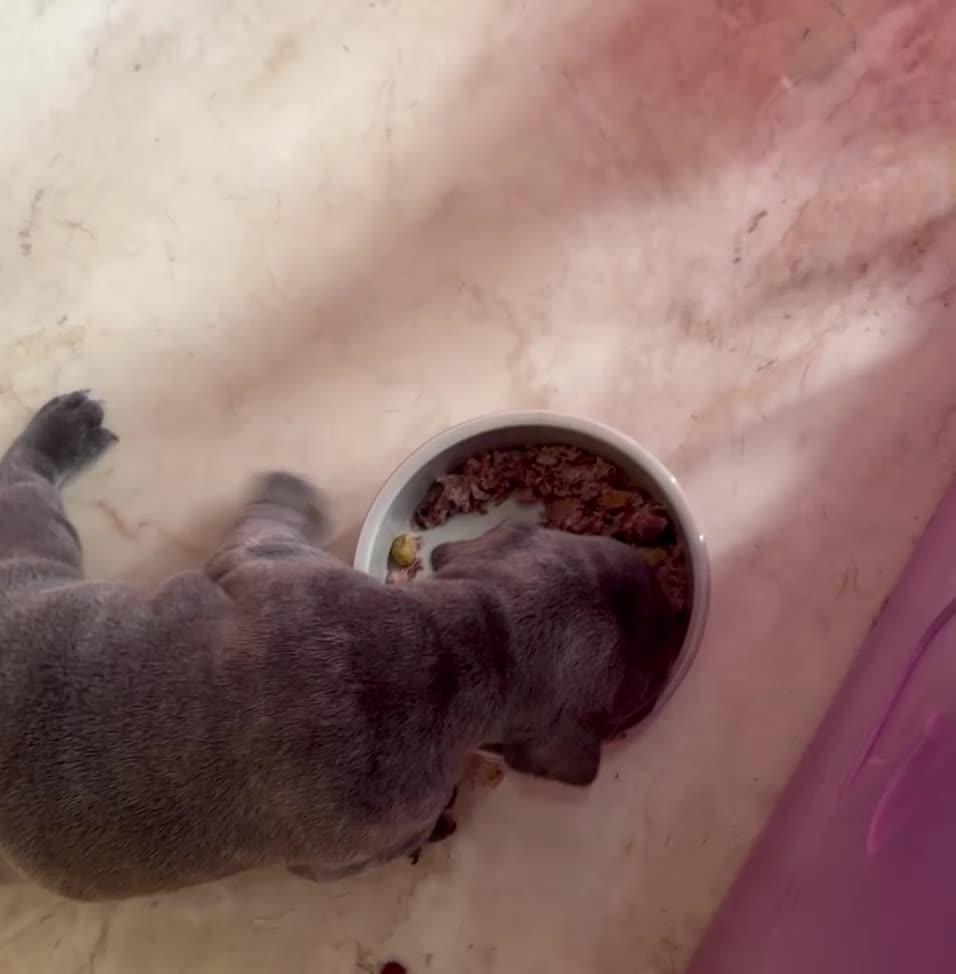 French Bulldog dogs for sale: French bulldog male - Video 1
