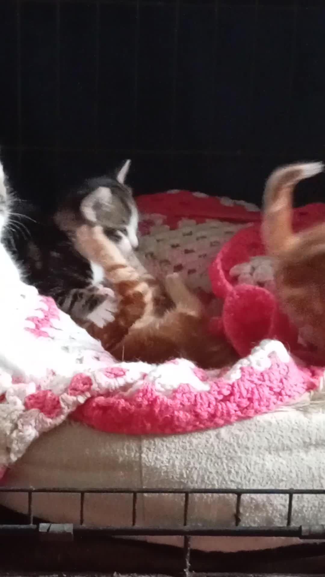 Mixed Breed cats for sale: Kittens gorgeous playful babys - Video 1