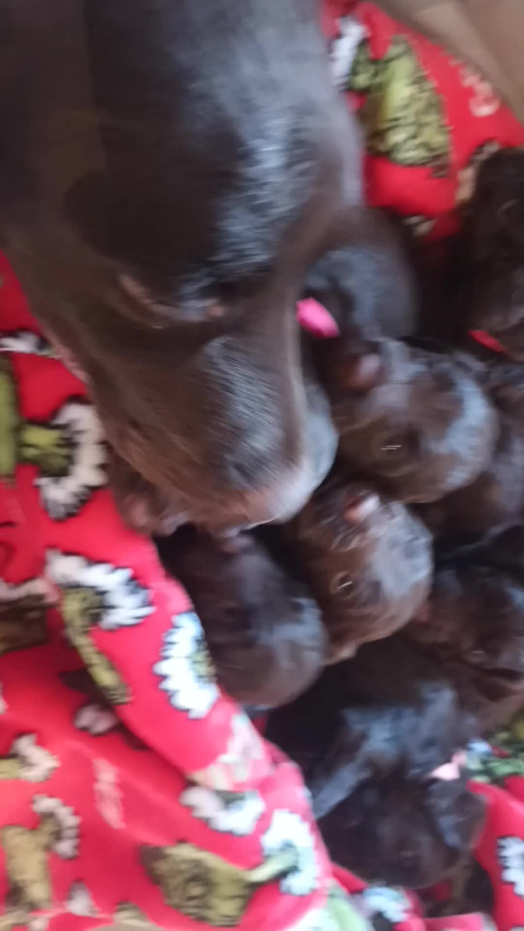 Cockapoo dogs for sale: Stunning F1 Chocolate Cockapoos - Video 1