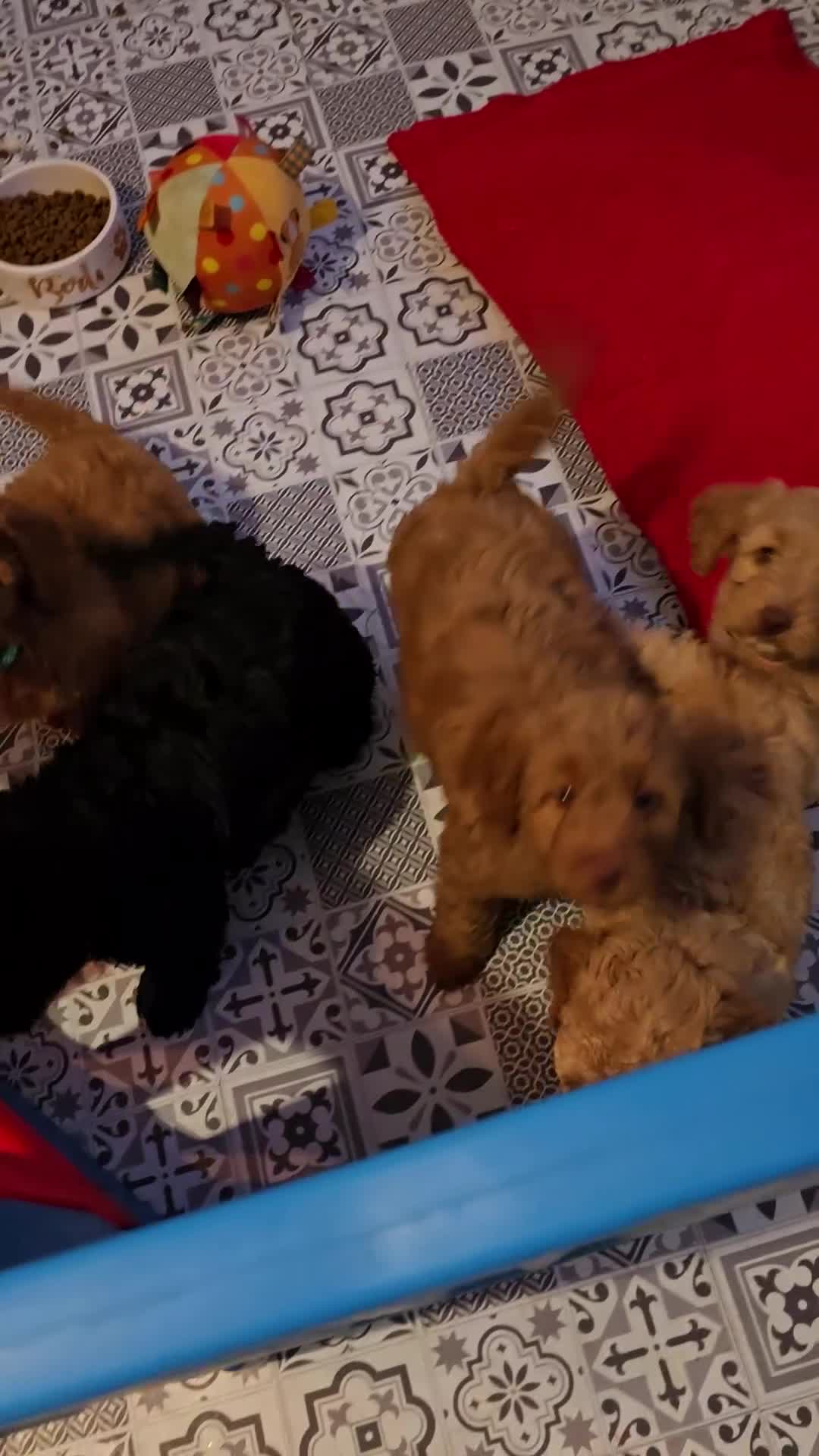 Cockapoo dogs for sale: F1B Cockapoo puppies - Video 1