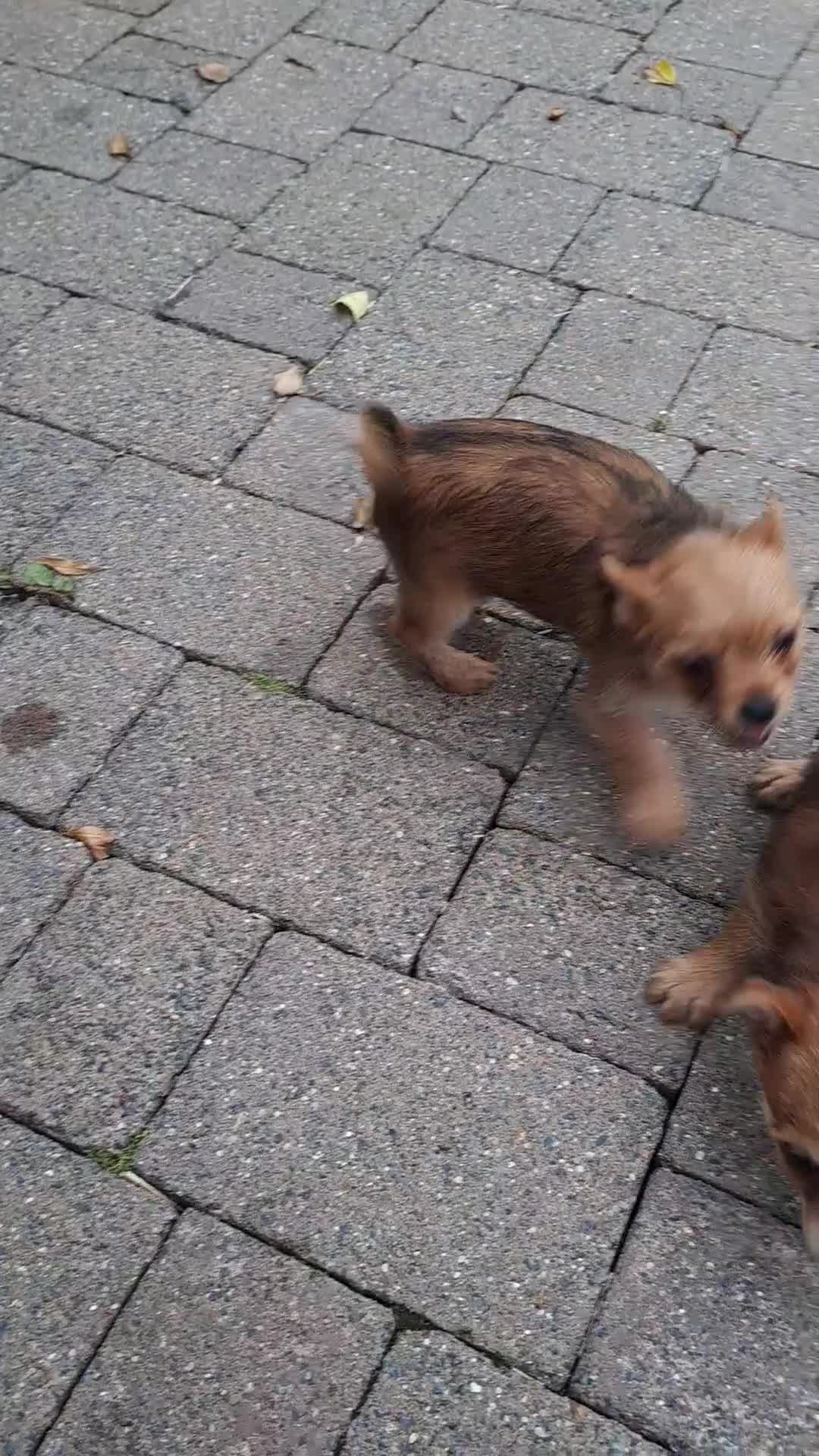Chorkie dogs for sale: Beautiful Chorkie Puppies - Video 1