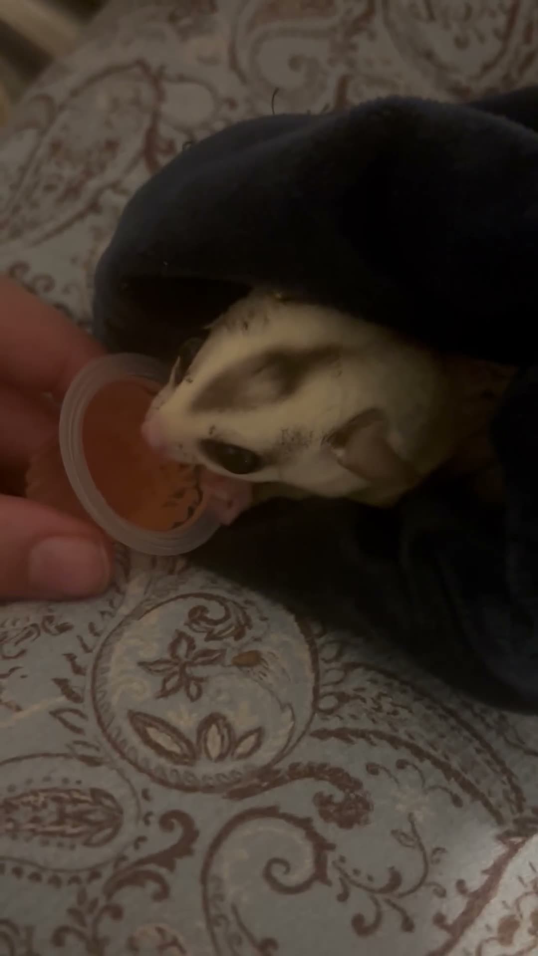 Sugar Glider rodents for sale: 2 Male Bonded Sugar Gliders in Skegness - Video 1