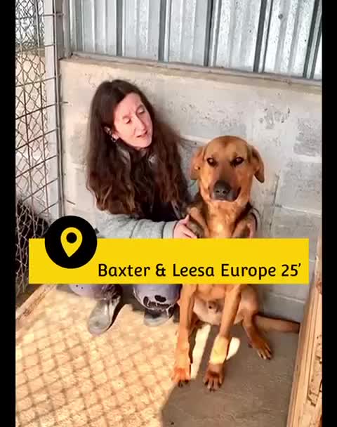 Mixed Breed dogs for adoption: Baxter, 5 yrs old boy. Available for adoption. - Video 1