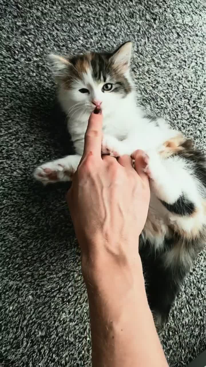Mixed Breed cats for sale: 3 Beautiful Fluffy Kittens Looking for Homes - Video 1