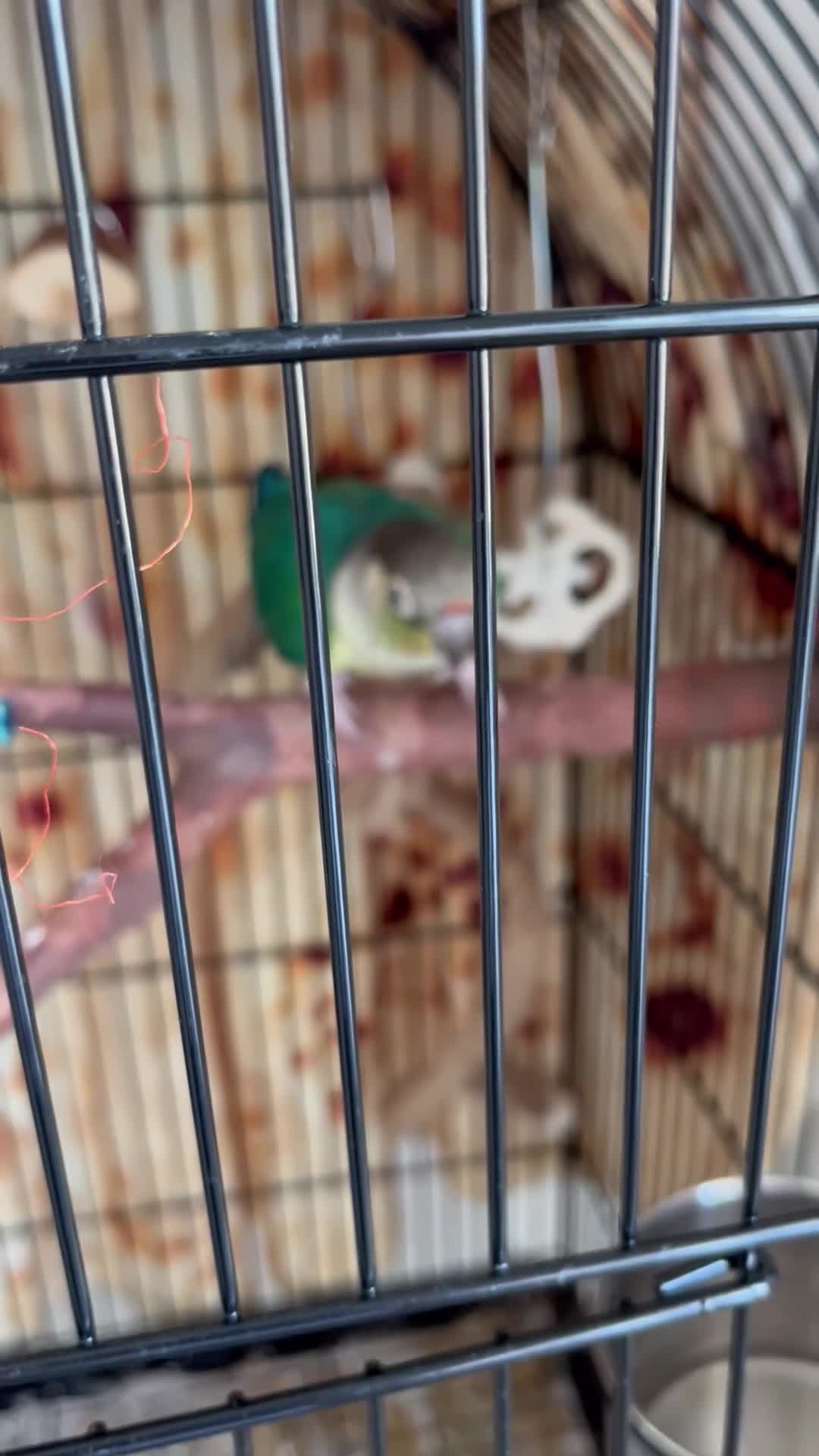 Conures birds for sale: Green cheek conure  in Hartlepool - Video 2