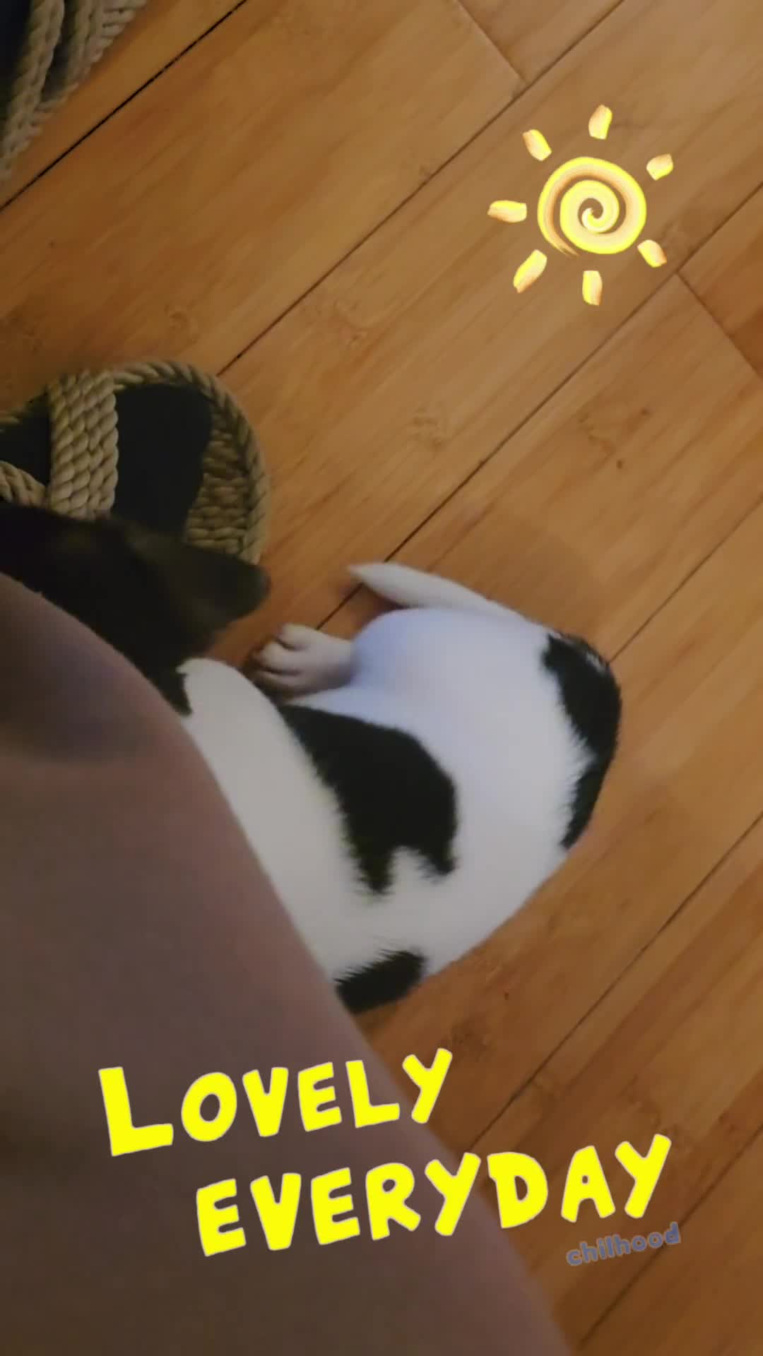 Jack Russell dogs for sale: URGENT: A Little Gentleman in Need of a Loving🏠 - Video 1