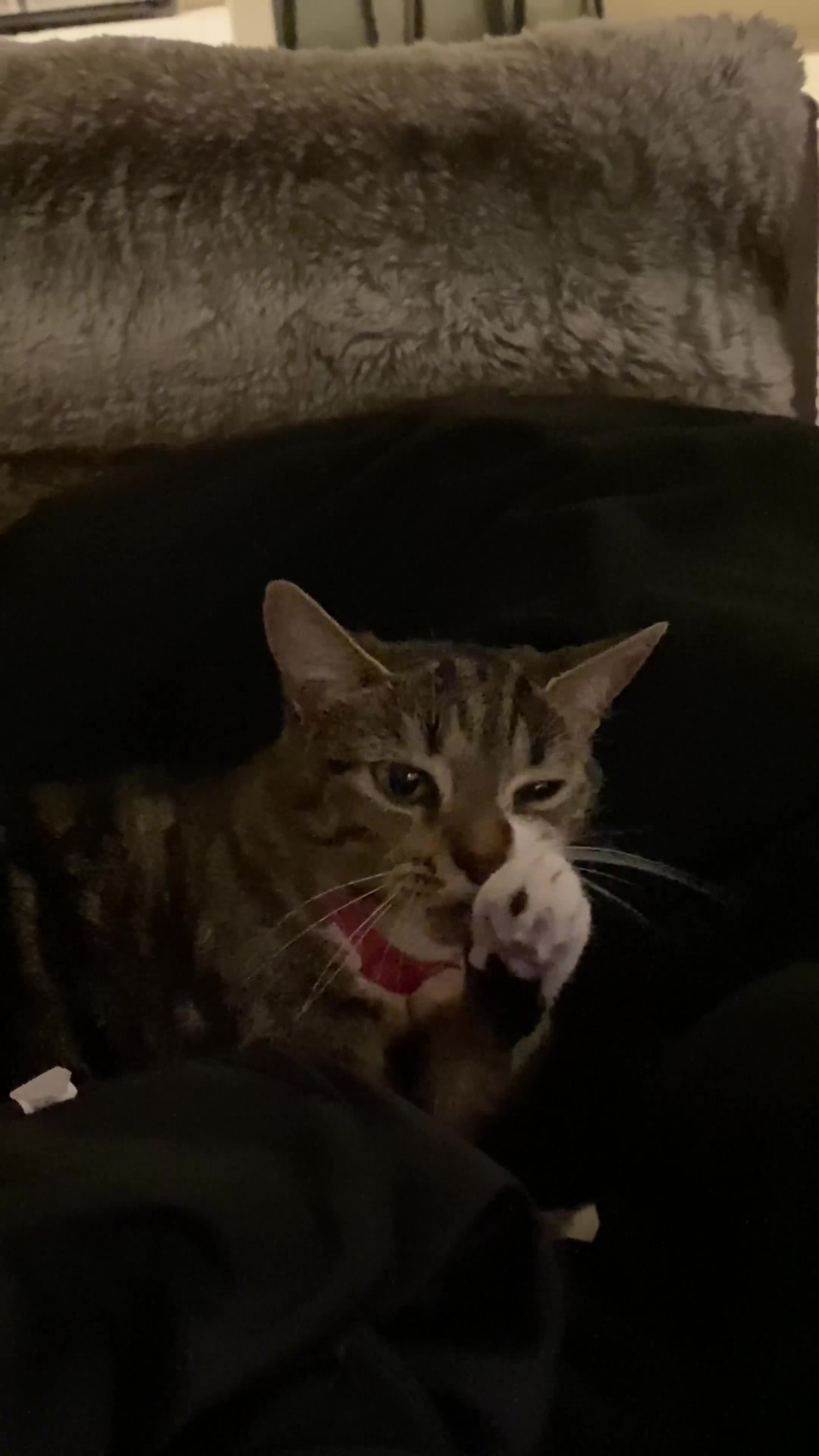 Mixed Breed cats for sale: Female cat available for sale  - Video 1