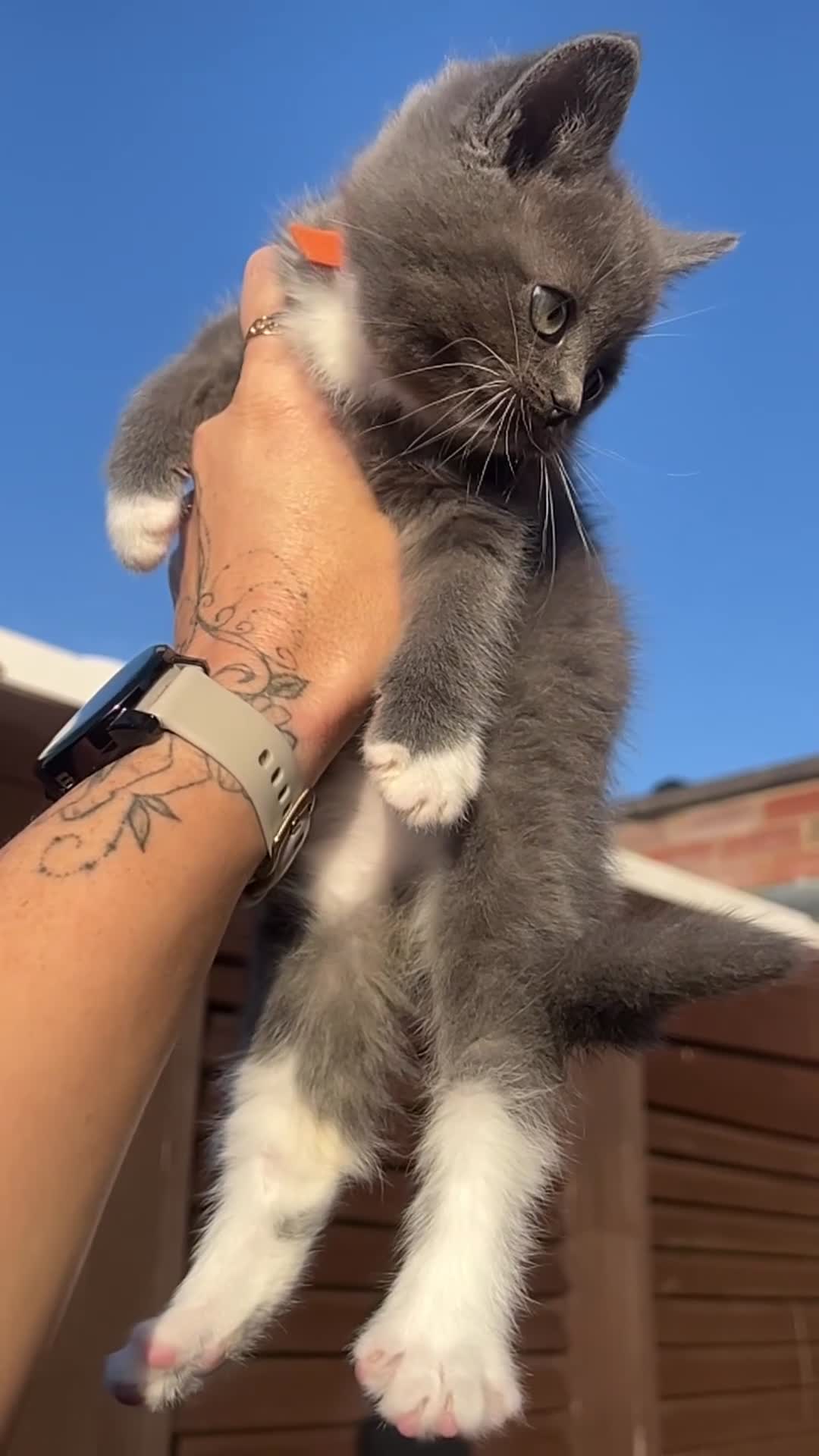 Ragdoll cats for sale: 😍Ragdoll&British Shorthair Mix😍 - Video 1