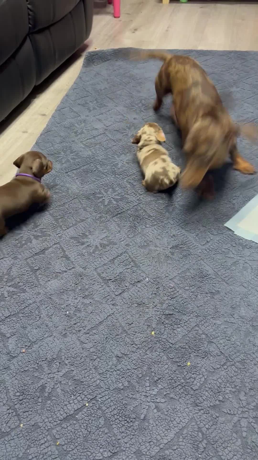 Dachshund dogs for sale: Beautiful little sausages  - Video 2