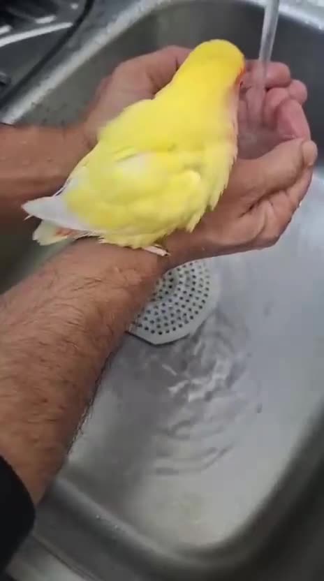 Conures birds for sale: Conure and Lovebird for Sale  - Video 4
