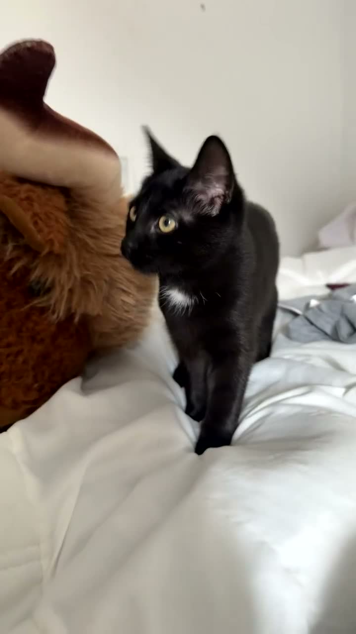 Mixed Breed cats for sale: Black kitten for sale  - Video 1