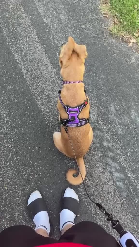 Mixed Breed dogs for sale: Nala  in Basingstoke - Video 4