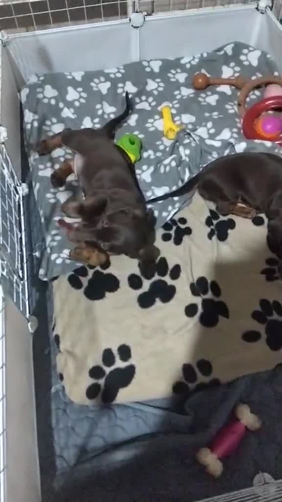 Dachshund dogs for sale: 2 Beautiful puppies - Video 1