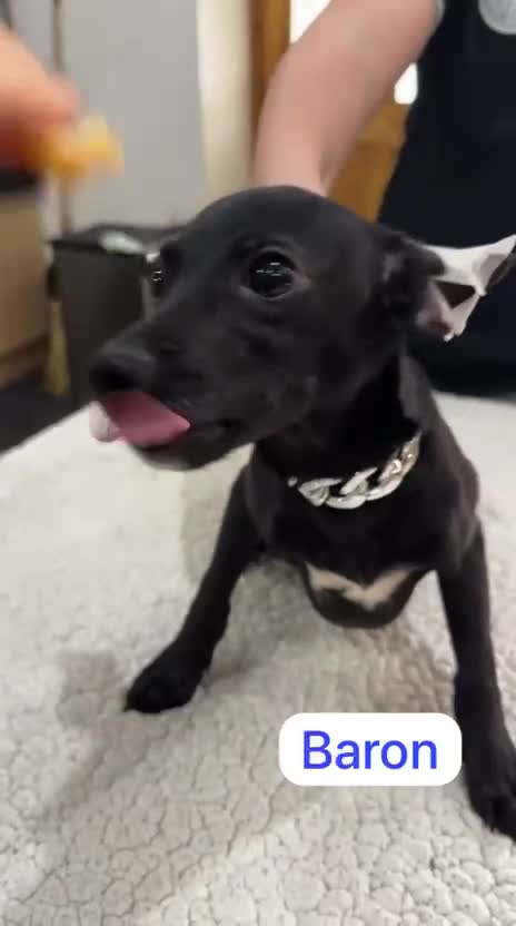 Mexican Hairless dogs for sale: Mexican Xoloitzcuintli coated/hairless mini - Video 1