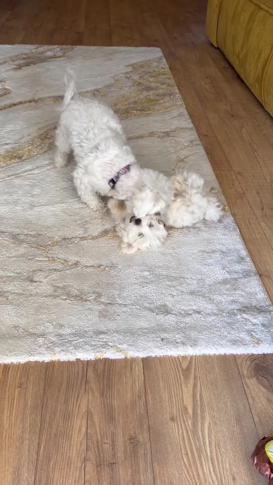 Maltese dogs for sale: Maltese puppy for sale in March - Video 1