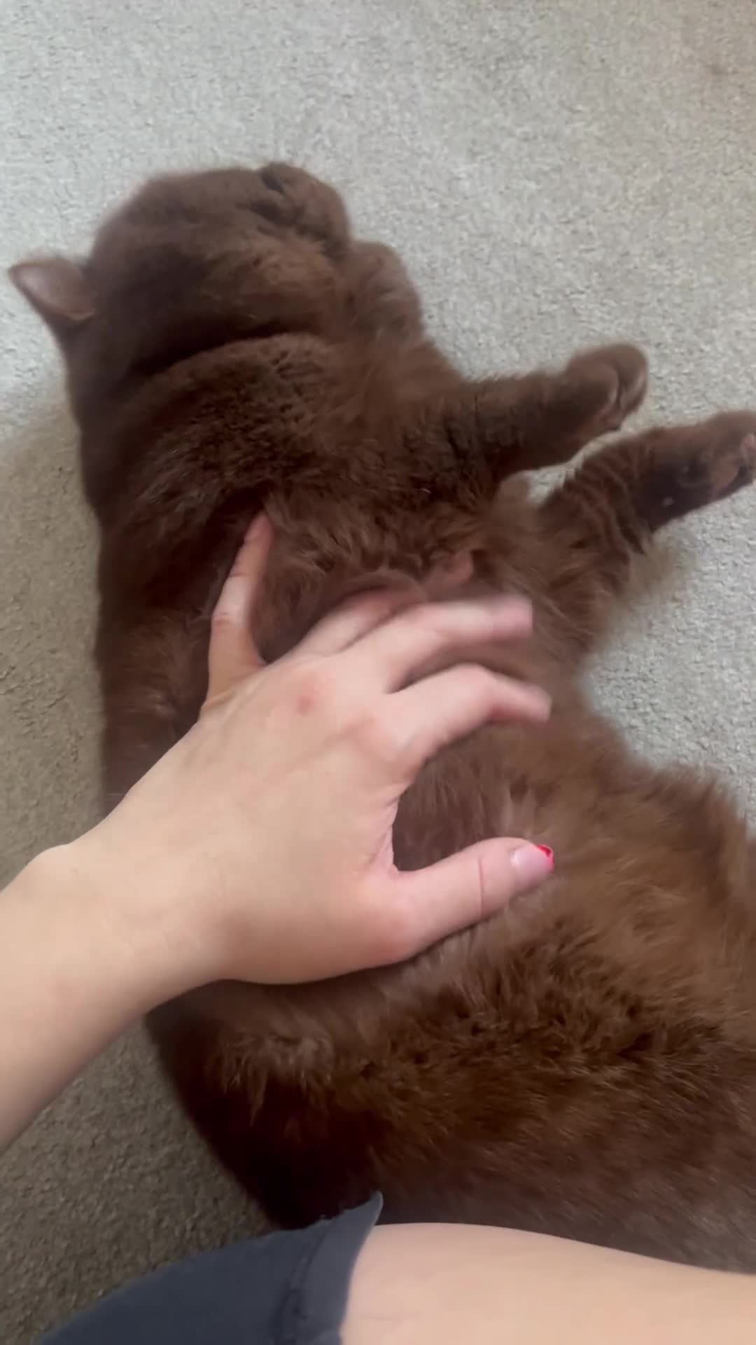 British Shorthair cats for sale: Active chocolate British short hair male - Video 1