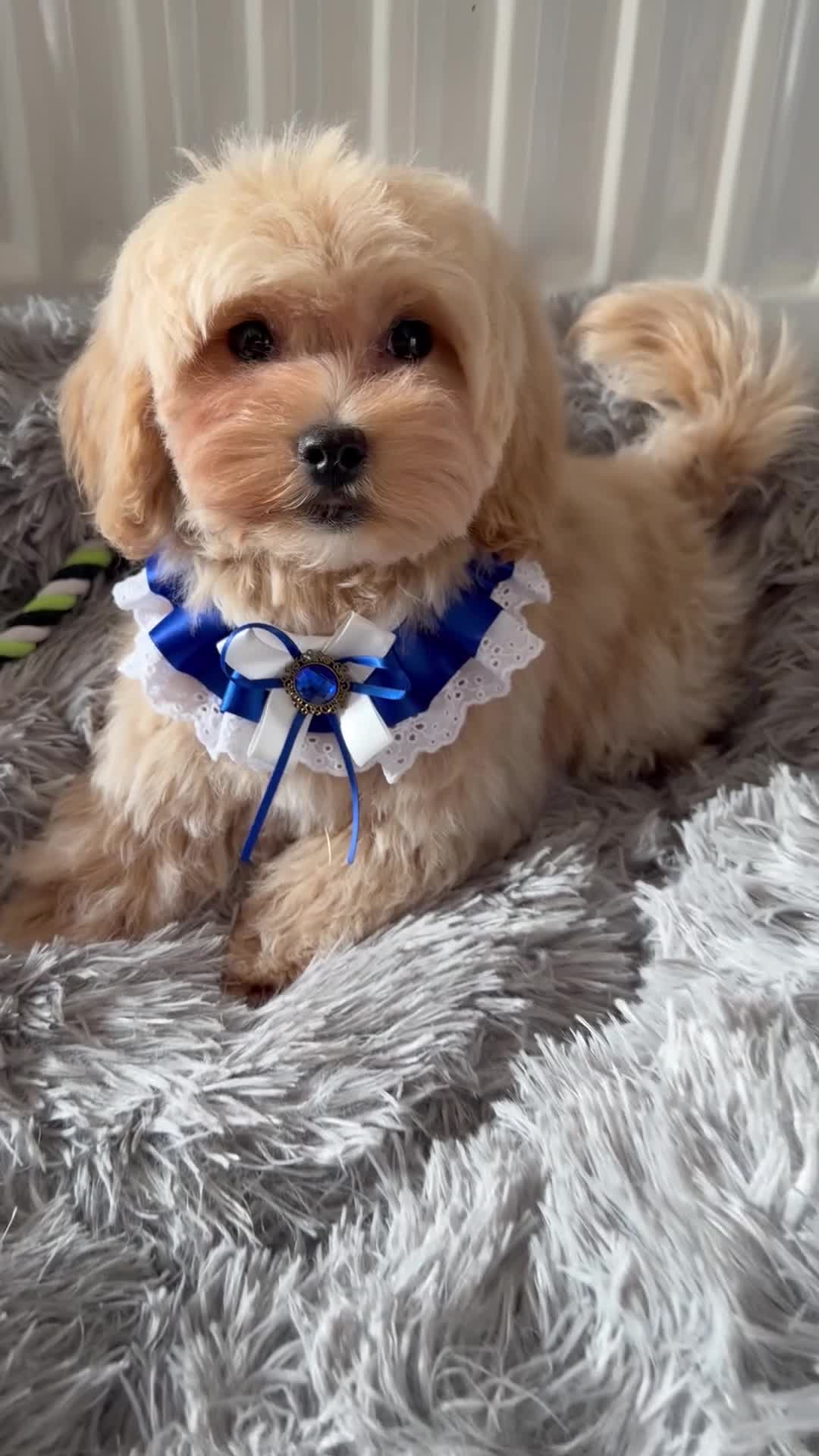 Maltipoo dogs for sale: 👑 Last Exquisite Esponjoso Royal maltipoo Boy 👑 - Video 1