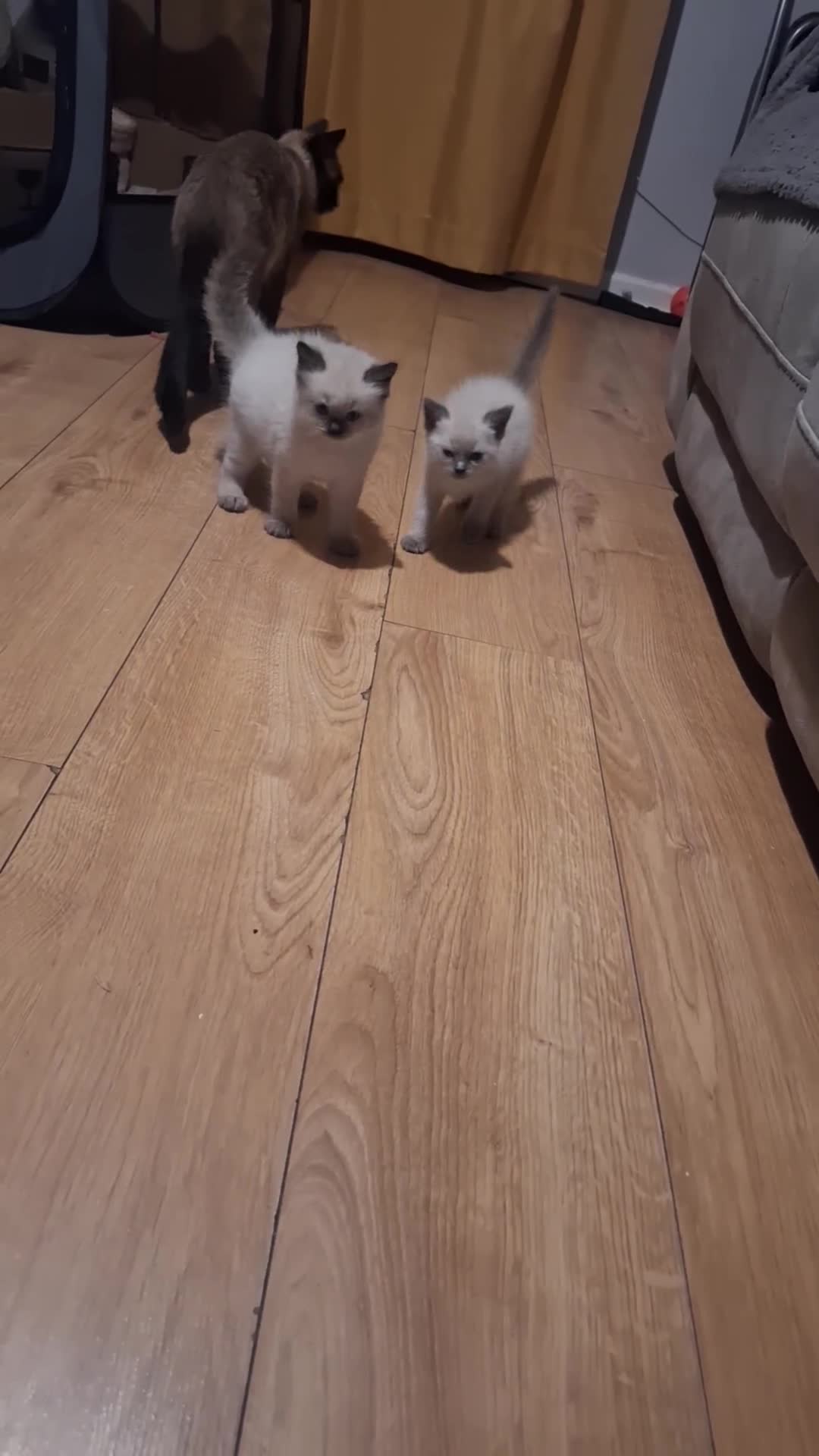 Ragamese cats for sale: 1 boy 1 girl ragamese kittens - Video 3