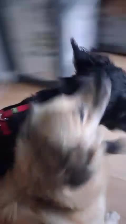 Mixed Breed dogs for adoption: 🐾❤️ HELGA FOR ADOPTION IN CORNWALL OR DEVON ❤️🐾 - Video 2