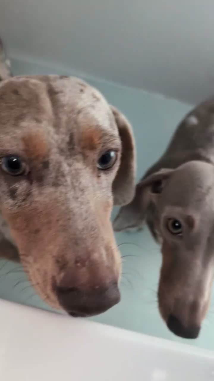 Miniature Dachshund dogs for sale: Gorgeous Purebred Miniature Dachshund Puppies - Video 5