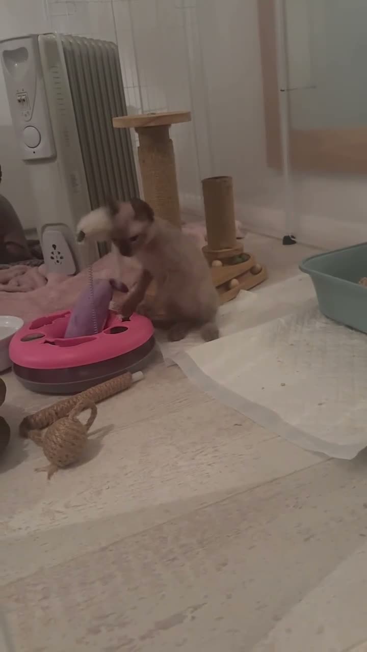Sphynx cats for sale: Stunning sphinx kittens  - Video 2