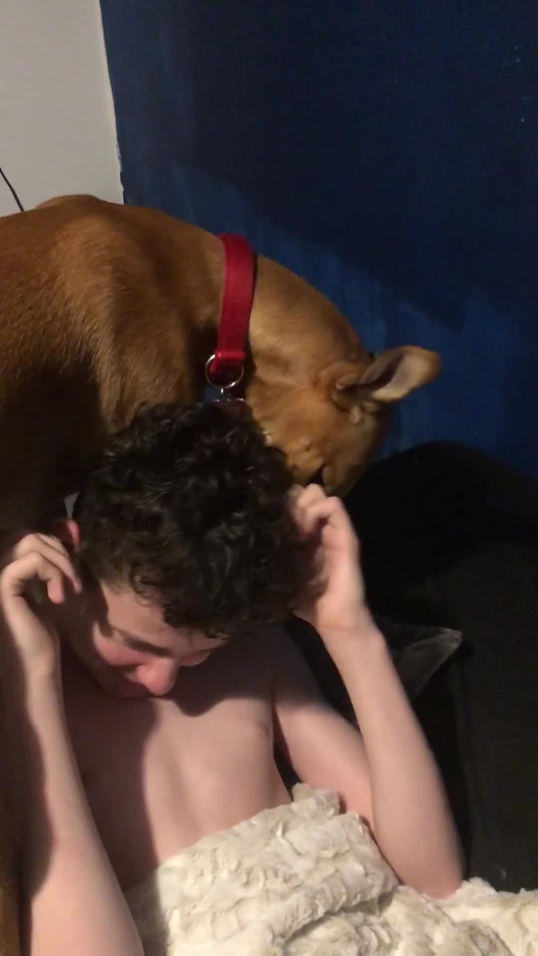 Mixed Breed dogs for sale: Hallie the Mali x whippet - Video 1