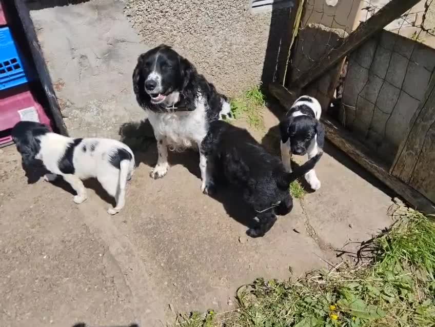 Springador dogs for sale: Beautiful springadors, 6 boys 2 girls. 2 left - Video 1