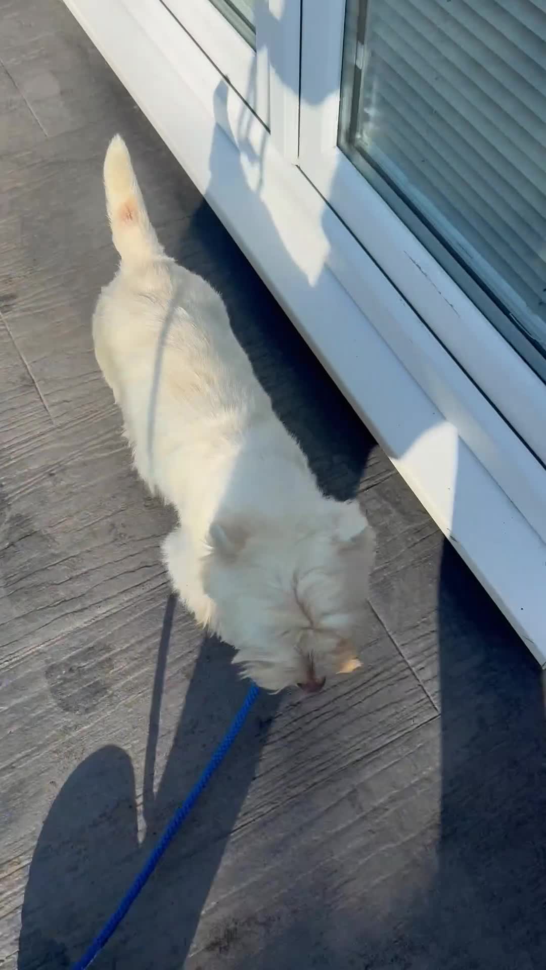 West Highland Terrier dogs for sale: Westie male  in Whitchurch - Video 1