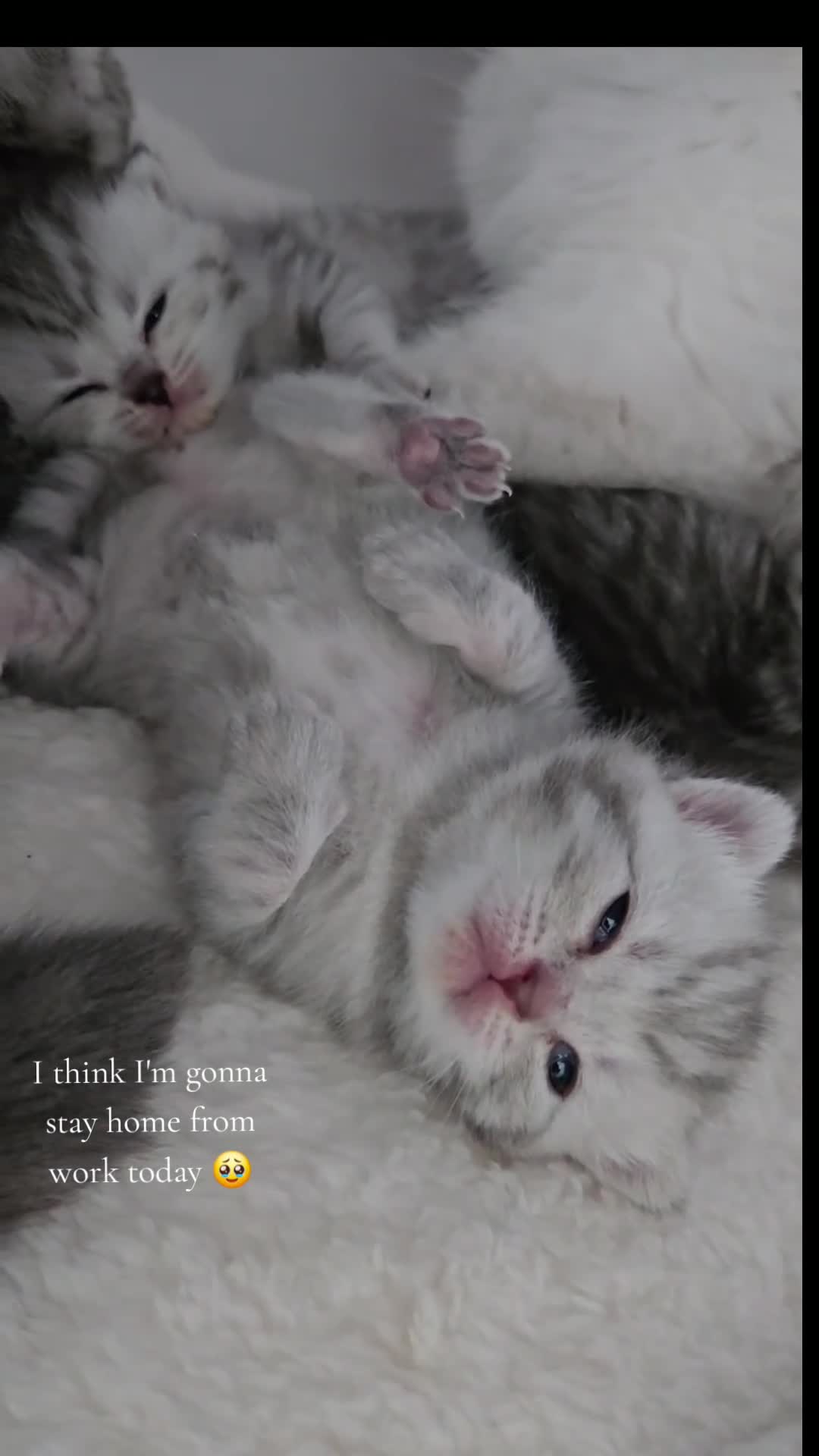 British Shorthair cats for sale: Blue Silver British Shorthair Tabbies in Newtownabbey - Video 1