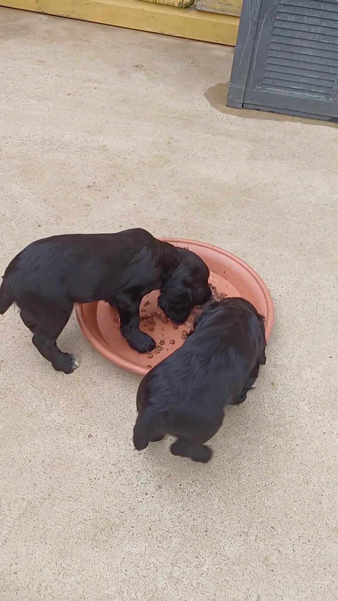 Cocker Spaniel dogs for sale: 1 FEMALE  AND 1 MALE  AVAILABLE  COCKER PUPS  - Video 4