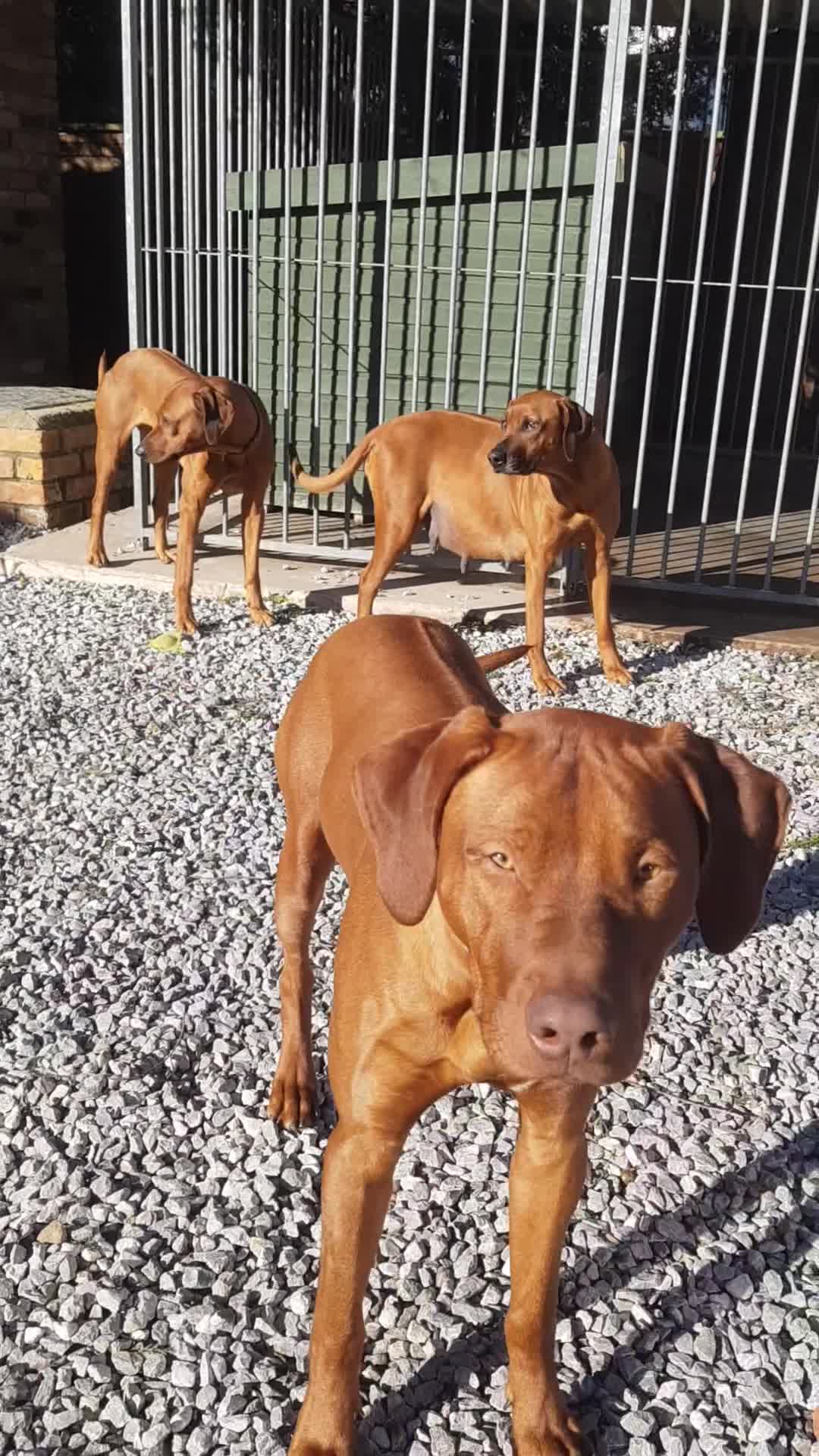 Rhodesian Ridgeback dogs for stud: European champion grandson stud - Video 1
