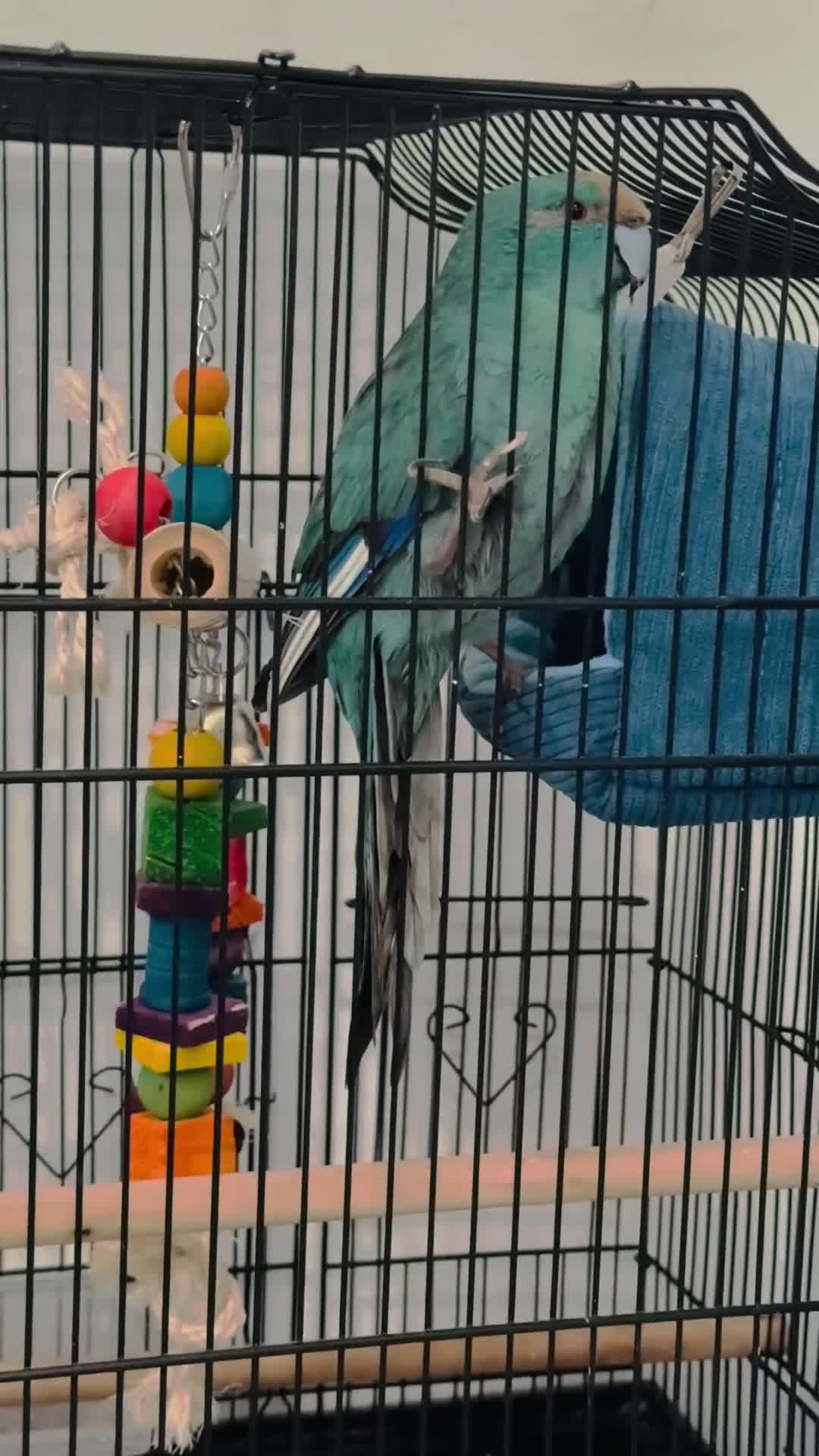 Parrots birds for sale: Blue Kakariki Parrot - Video 1