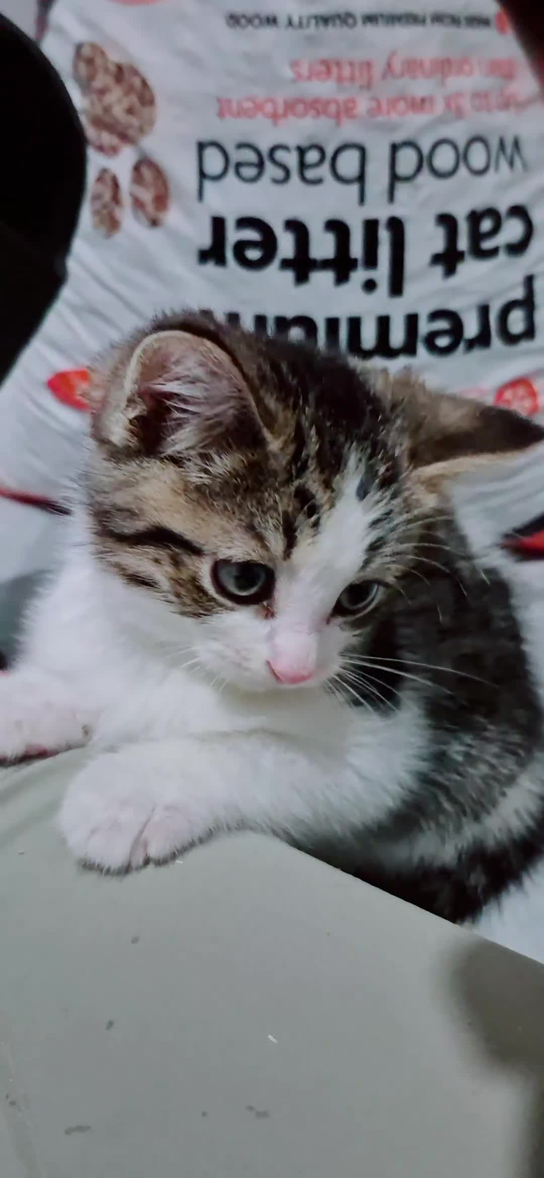 Mixed Breed cats for sale: BEAUTIFUL Kittens Looking forever home - Video 3