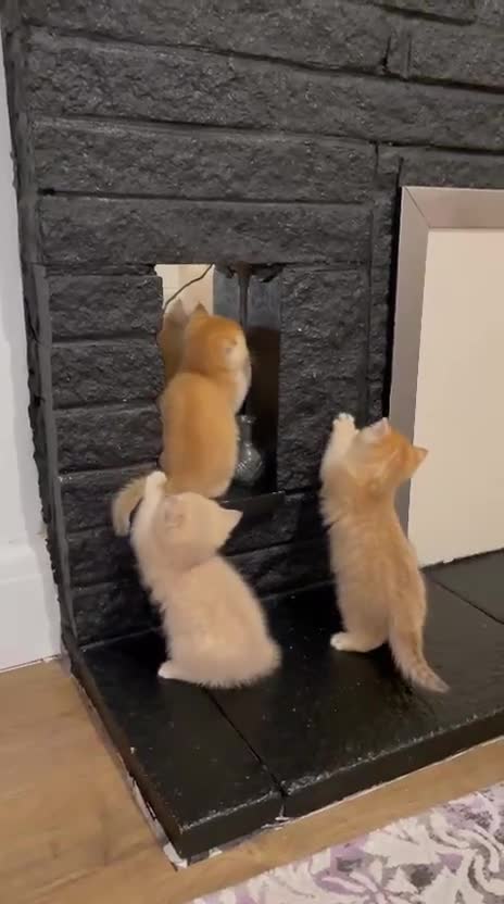 British Shorthair cats for sale: 🐾 PUREBRED GOLDEN BSH KITTENS🐾 - Video 2