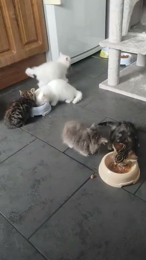 Mixed Breed cats for sale: 🐾 Beautiful Kittens Looking for Loving Homes! 🐾 in Birmingham - Video 2