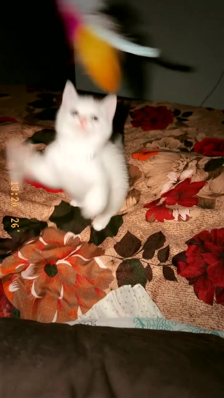 Persian cats for sale:     9-Week-Old White Kitten – Vaccinated in Birmingham - Video 2