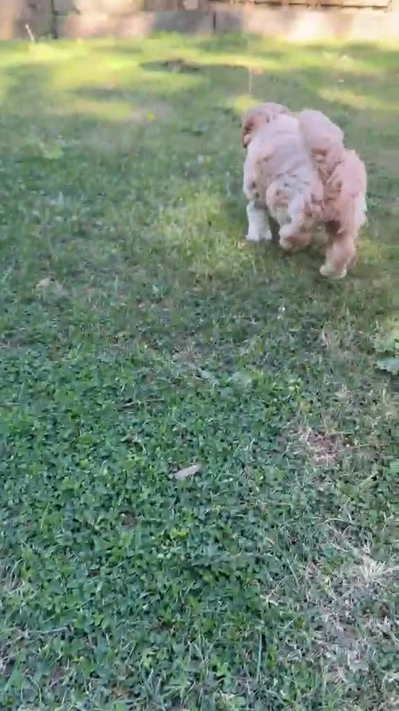 Shihpoo dogs for sale: Two Beautiful Shihpoo Puppies looking for home🏡  - Video 2