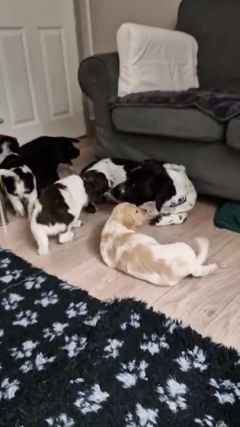 Cockapoo dogs for sale: COCKER SPANIEL in Gillingham - Video 1