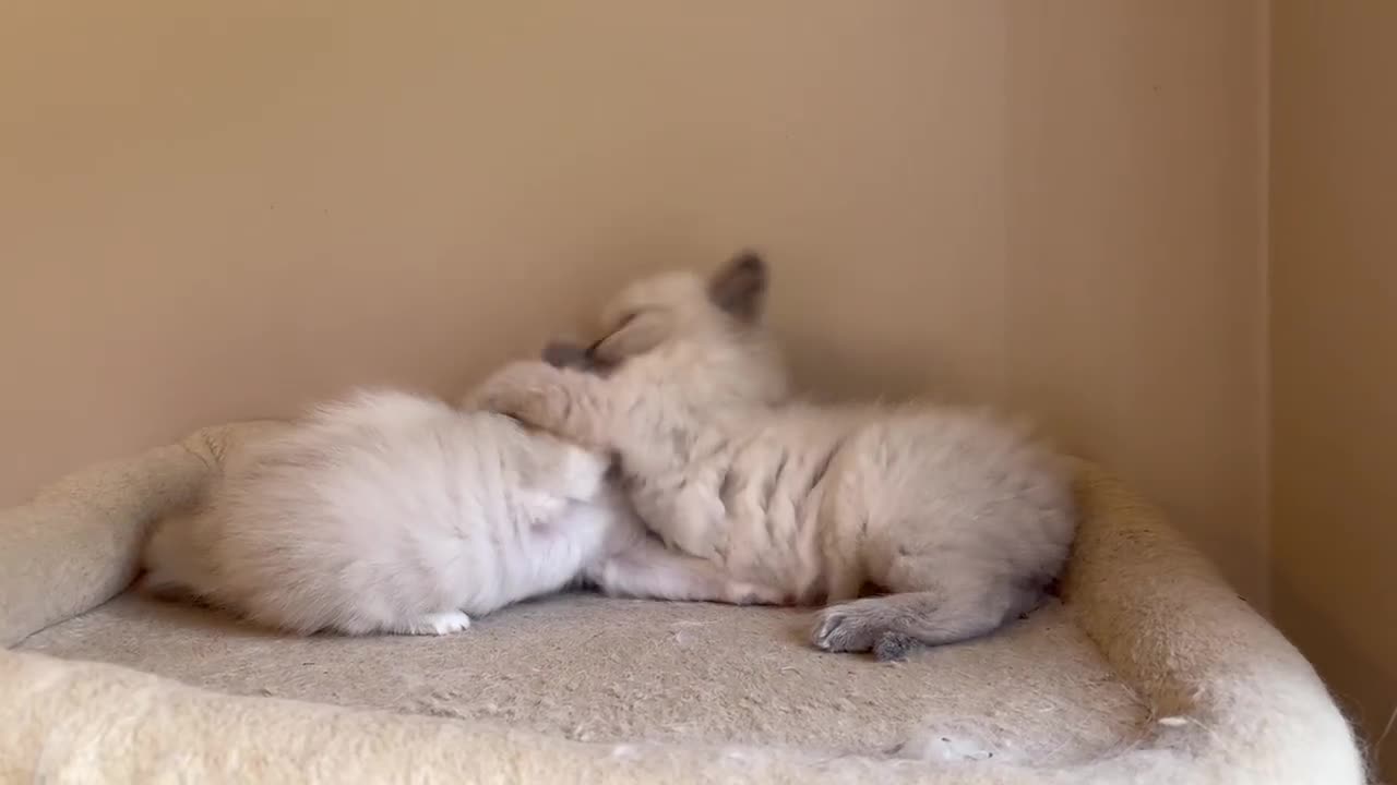 Ragdoll cats for sale: 5 beautiful GCCF Ragdoll kittens - Video 4