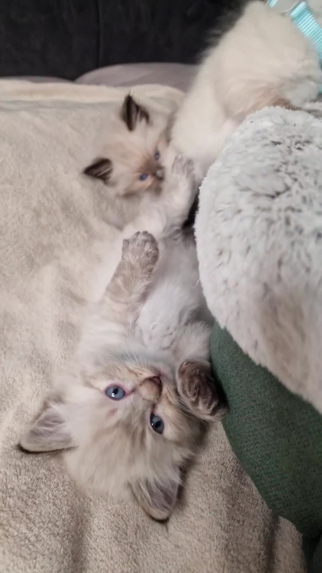 Ragdoll cats for sale: 6 beautiful PURE ragdolls - Video 2