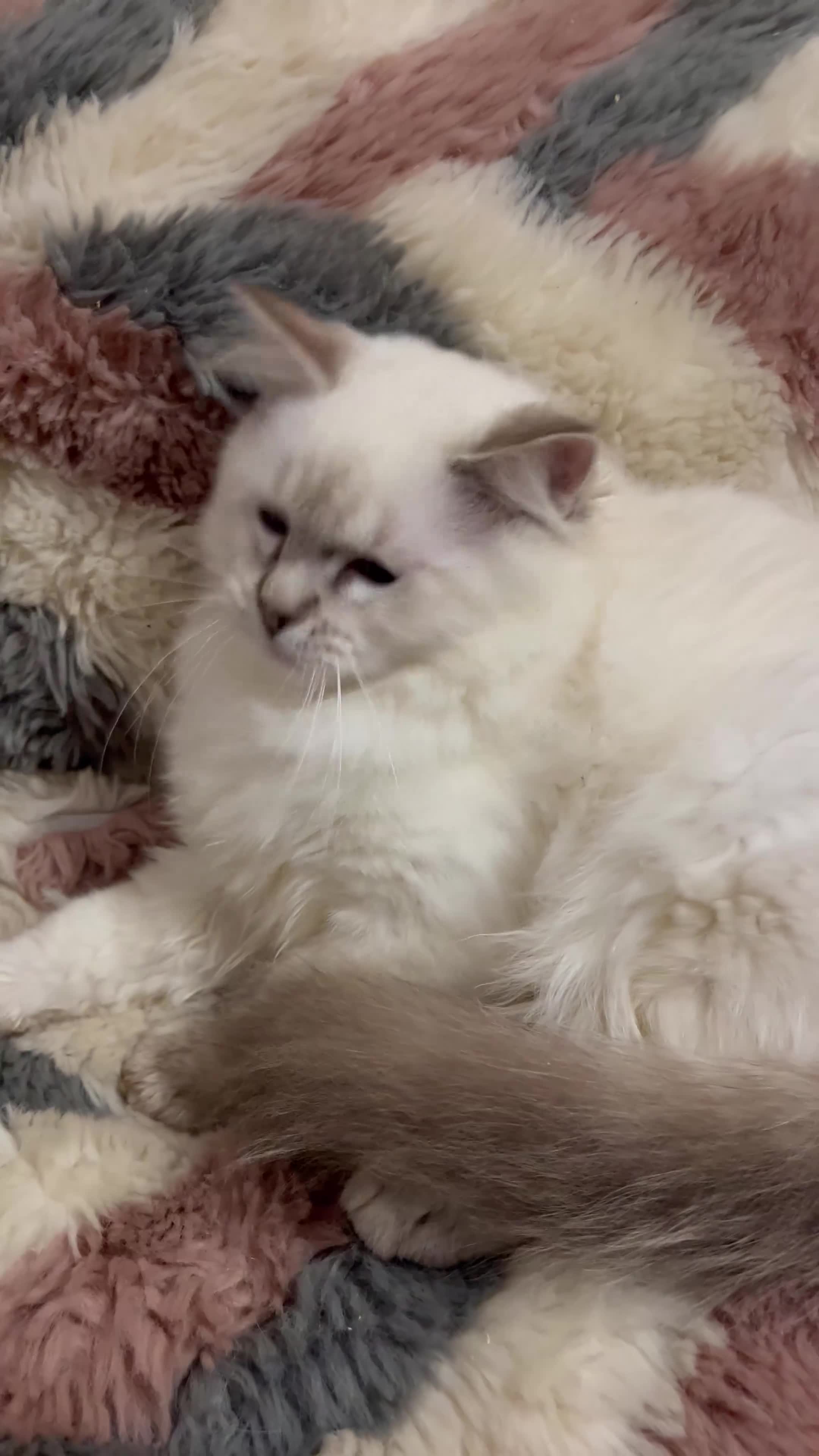 Ragdoll cats for sale: ❤️ Gorgeous ragdoll kittens ready now  ❤️ - Video 1