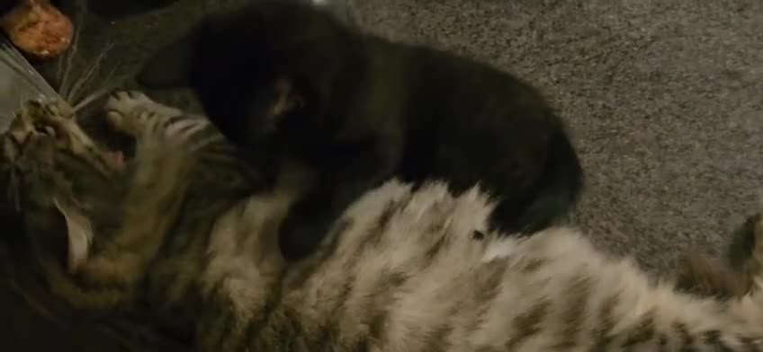 Maine Coon cats for sale: Maine coon cross kitten  - Video 2