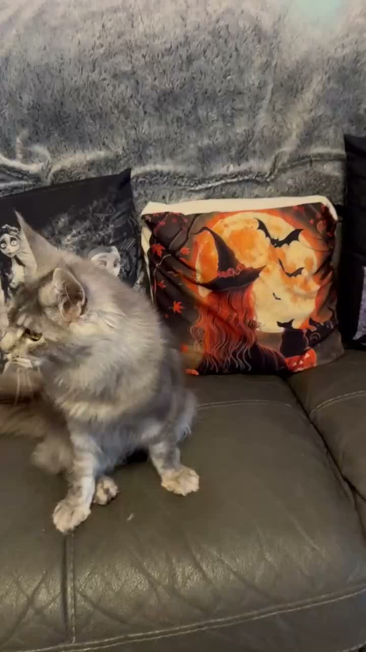Maine Coon cats for sale: Reduced TICA Xl Maine coon Kitten active possible  - Video 1