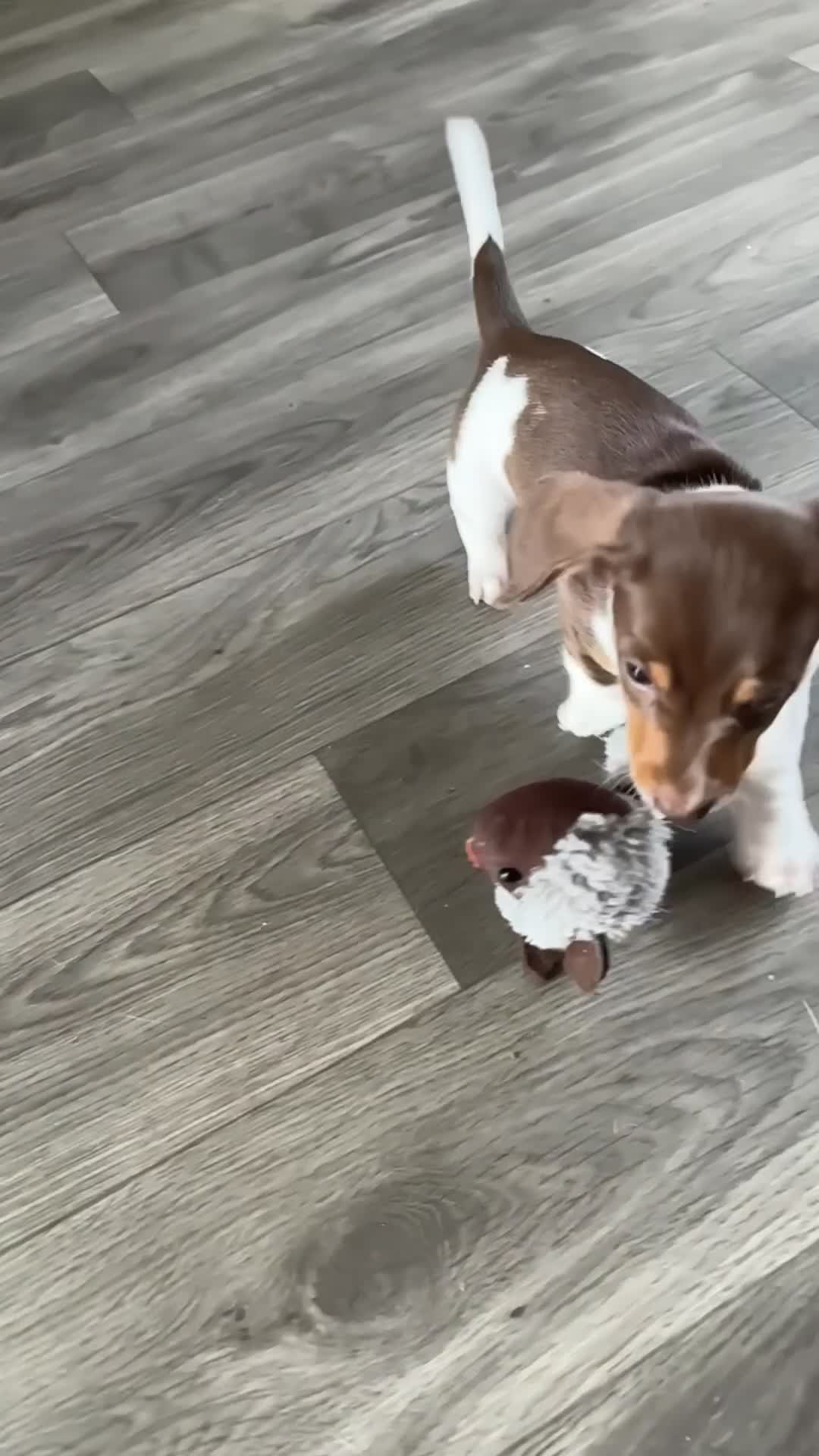 Miniature Dachshund dogs for sale: Kc registered mini Dachshund quality puppies  - Video 4