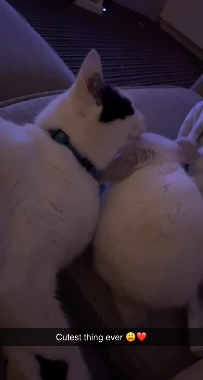 British Shorthair cats for sale: 2 loving beautiful cats  - Video 2