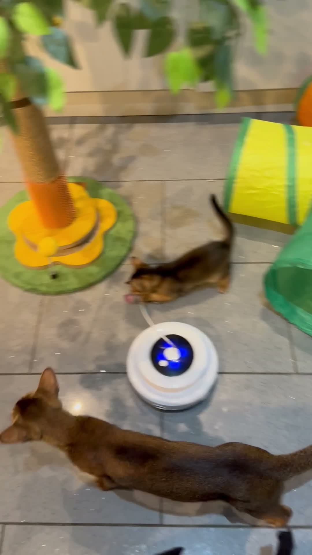 Abyssinian cats for sale: Five Abyssinian kittens with lots of love to give - Video 4