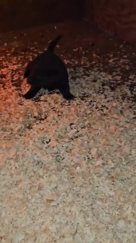 Mixed Breed dogs for sale: Labrador x Belgium Shepherd pups for sale - Video 1