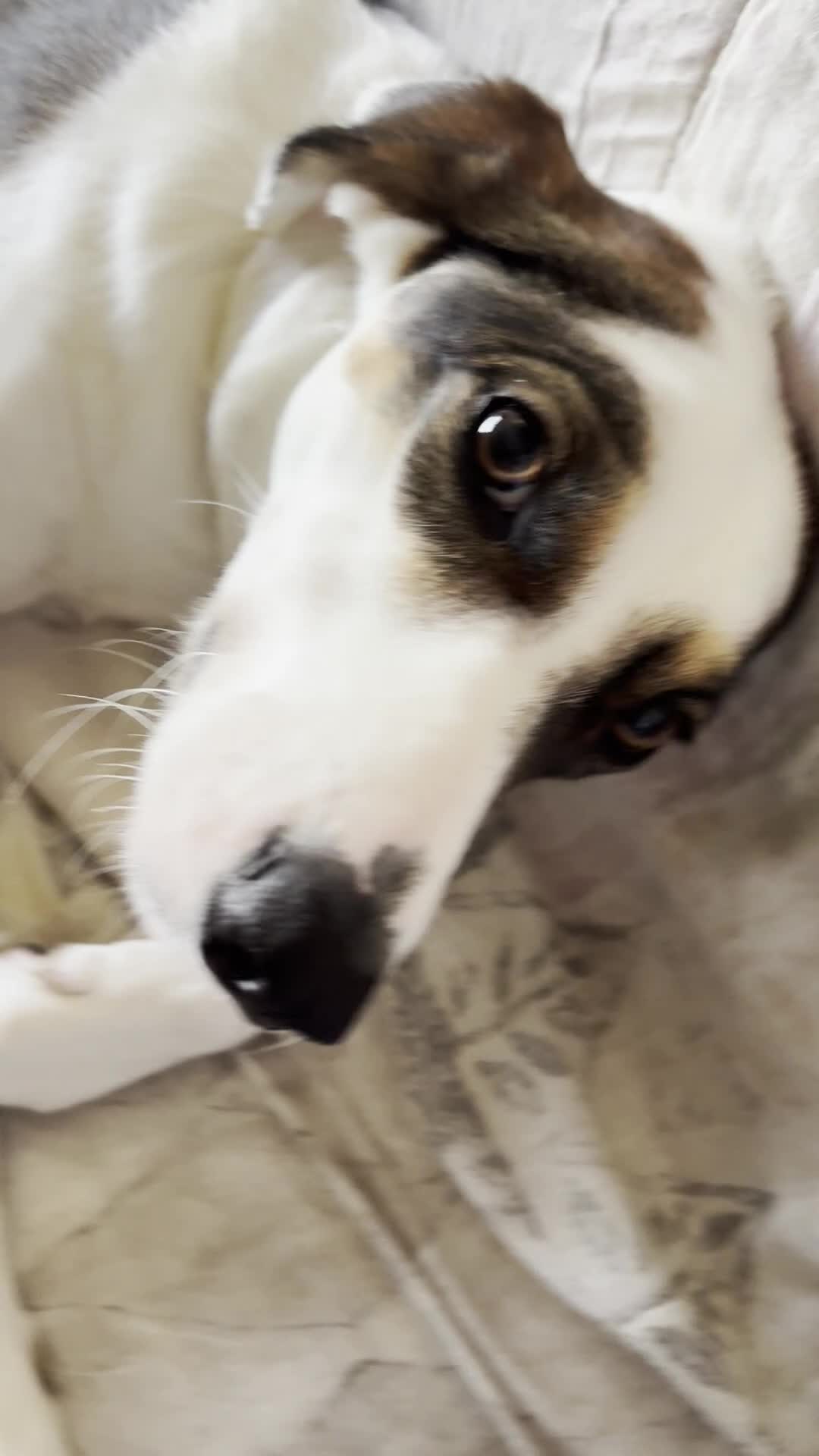 Mixed Breed dogs for sale: Sweet boy Hudson looking for his family  - Video 2