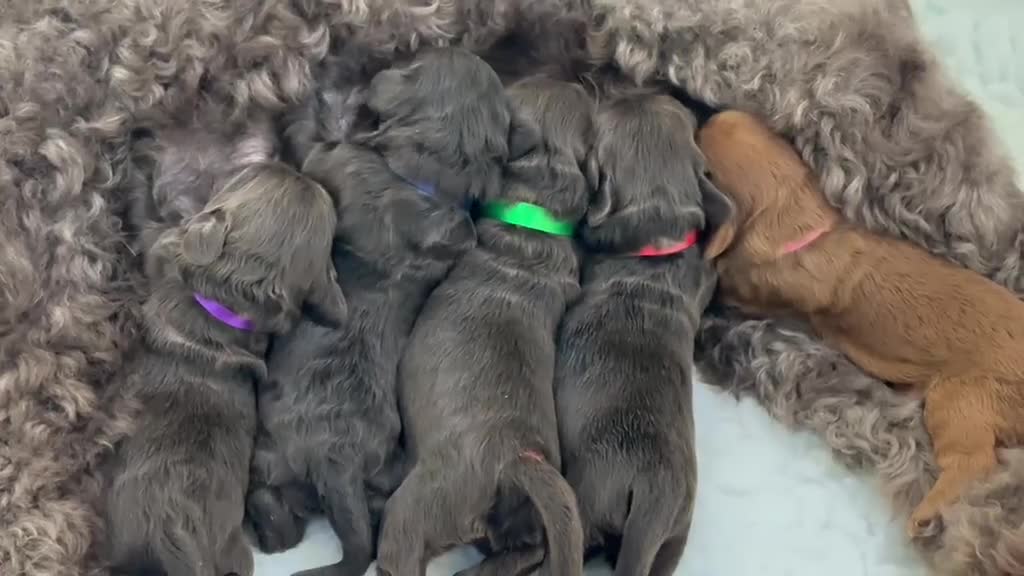 Australian Labradoodle dogs for sale: Superior Authentic Australian Labradoodle Puppies - Video 1