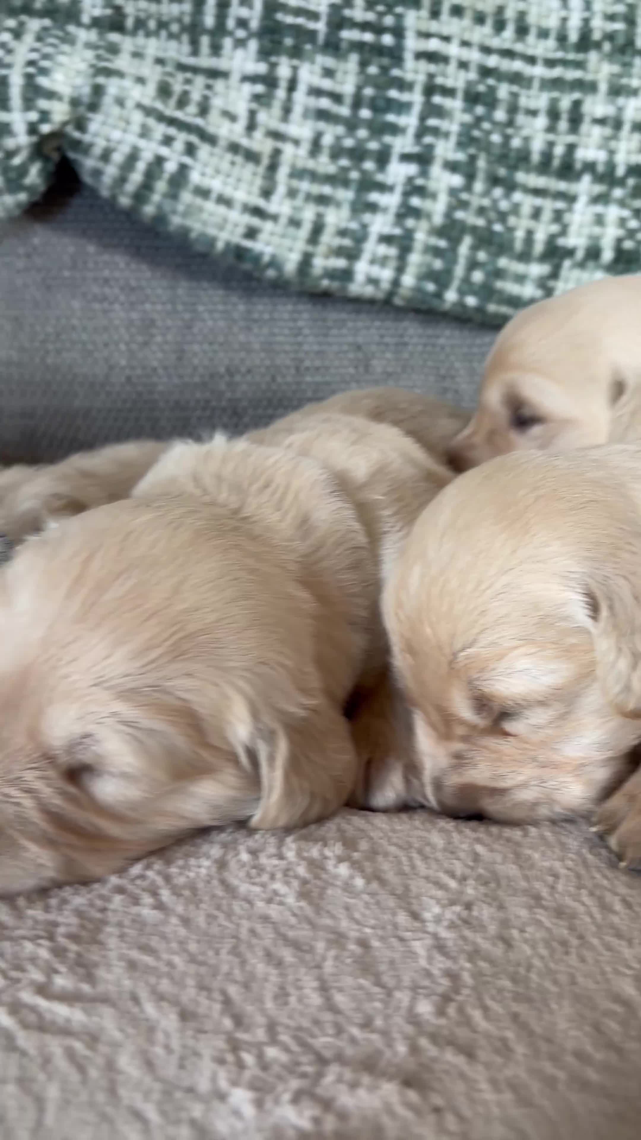 Golden Retriever dogs for sale: Golden Retriever Puppies in Carmarthen - Video 1